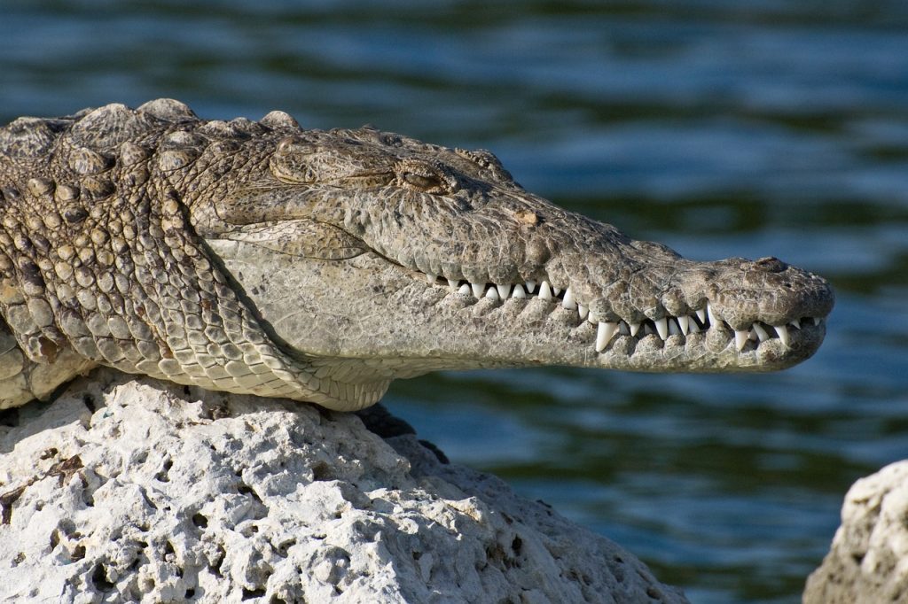 biscayne national park, florida, american crocodile, wildlife, river, water, shoreline, dangerous, macro, close-up, florida, florida, nature, florida, florida, florida, american crocodile