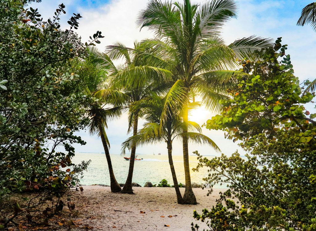 Embrace the serenity of a tropical sunset with palm trees along the Key West shore.