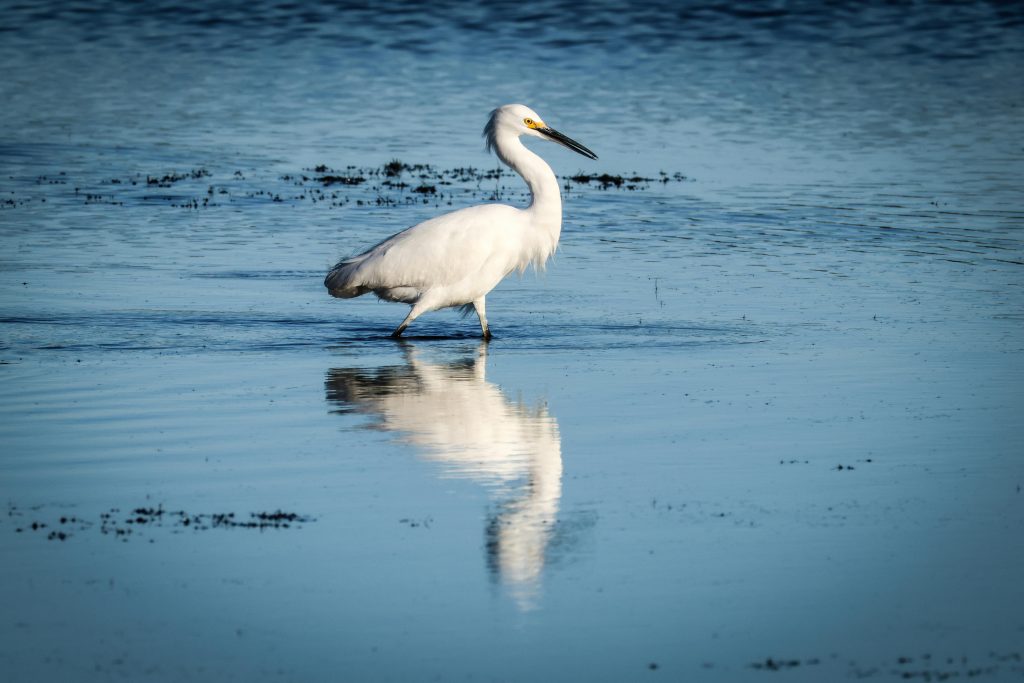 A serene image of a Snowy Egret wading through reflective waters, capturing its elegant beauty.